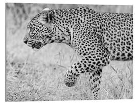 Aluminium print Leopard - Jones &amp; Shimlock