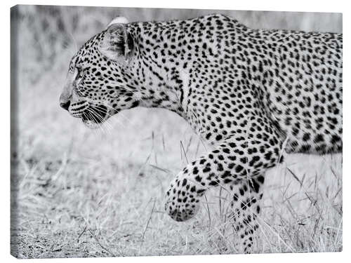 Canvas print Leopard