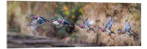 Acrylic print Sequence Flight of an Wood Duck