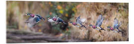 Acrylic print Sequence Flight of an Wood Duck - Jones &amp; Shimlock