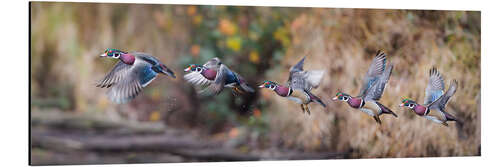 Aluminium print Sequence Flight of an Wood Duck