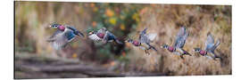 Aluminium print Sequence Flight of an Wood Duck - Jones &amp; Shimlock