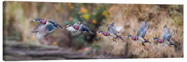 Obraz na płótnie Sequence Flight of an Wood Duck - Jones &amp; Shimlock