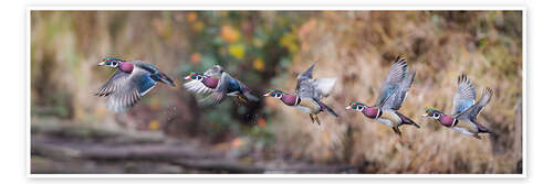 Poster Sequence Flight of an Wood Duck