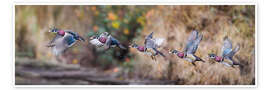 Poster Sequence Flight of an Wood Duck - Jones &amp; Shimlock