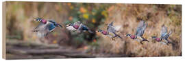 Tableau en bois Sequence Flight of an Wood Duck - Jones &amp; Shimlock