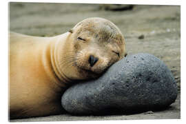 Acrylic print California Sea Lion - Jones &amp; Shimlock