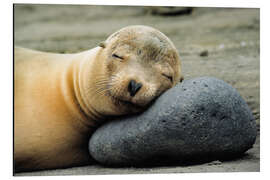 Tableau en aluminium California Sea Lion - Jones &amp; Shimlock