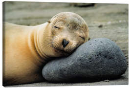 Canvas print California Sea Lion - Jones &amp; Shimlock