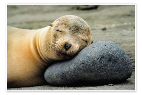 Poster California Sea Lion