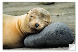 Naklejka na ścianę California Sea Lion - Jones &amp; Shimlock