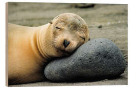 Obraz na drewnie California Sea Lion - Jones &amp; Shimlock