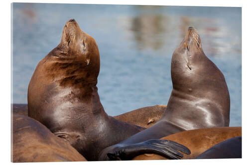 Cuadro de metacrilato Pair of Sea Lions