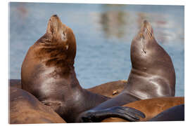 Acrylic print Pair of Sea Lions - Jones &amp; Shimlock