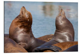 Aluminium print Pair of Sea Lions - Jones &amp; Shimlock