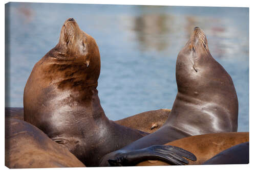 Canvas print Pair of Sea Lions