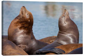 Canvas print Pair of Sea Lions - Jones &amp; Shimlock