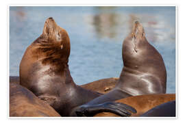 Wall print Pair of Sea Lions - Jones &amp; Shimlock