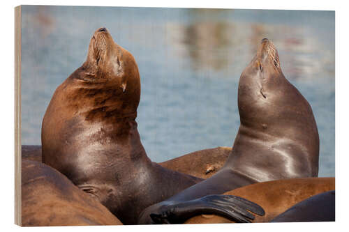 Cuadro de madera Pair of Sea Lions