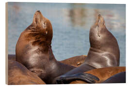 Obraz na drewnie Pair of Sea Lions - Jones &amp; Shimlock