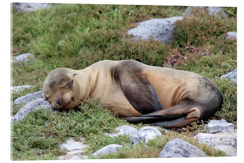 Acrylic print Sea Lion Resting on Rocks