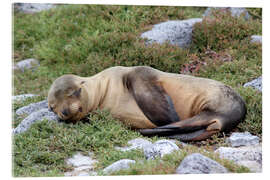 Acrylic print Sea Lion Resting on Rocks - Jones &amp; Shimlock
