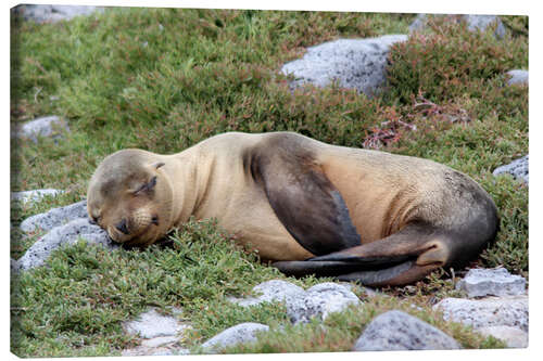 Canvas print Sea Lion Resting on Rocks