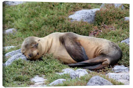 Canvas print Sea Lion Resting on Rocks - Jones &amp; Shimlock