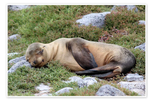 Poster Sea Lion Resting on Rocks