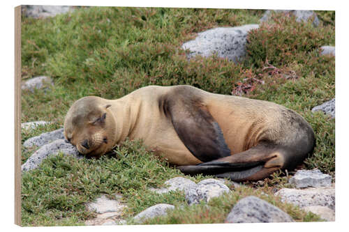 Cuadro de madera Sea Lion Resting on Rocks