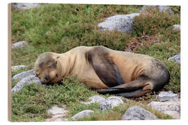 Cuadro de madera Sea Lion Resting on Rocks - Jones &amp; Shimlock
