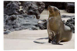 Acrylic print Galapagos Sea Lion on Lava Rock Beach - Jones &amp; Shimlock