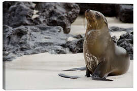 Canvas print Galapagos Sea Lion on Lava Rock Beach - Jones &amp; Shimlock