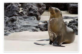 Wall print Galapagos Sea Lion on Lava Rock Beach - Jones &amp; Shimlock