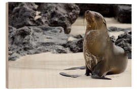 Obraz na drewnie Galapagos Sea Lion on Lava Rock Beach - Jones &amp; Shimlock