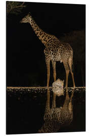 Aluminium print Giraffe and Leopard at Waterhole at Night - Jones &amp; Shimlock
