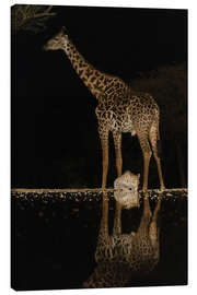 Tableau sur toile Giraffe and Leopard at Waterhole at Night - Jones &amp; Shimlock