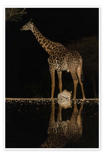 Poster Giraffe and Leopard at Waterhole at Night