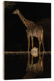 Wood print Giraffe and Leopard at Waterhole at Night - Jones &amp; Shimlock