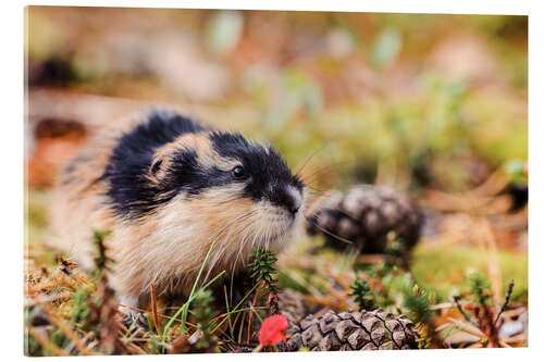 Quadro em acrílico Norway Lemming