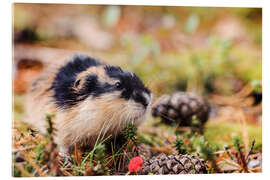 Quadro em acrílico Norway Lemming - Jones &amp; Shimlock