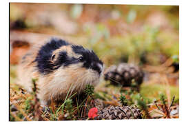 Aluminium print Norway Lemming - Jones &amp; Shimlock