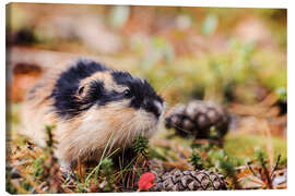 Canvas print Norway Lemming - Jones &amp; Shimlock
