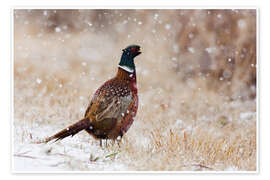 Reprodução Ring-Necked Pheasant - Jones &amp; Shimlock