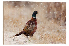 Wood print Ring-Necked Pheasant - Jones &amp; Shimlock