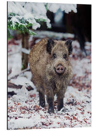 Alubild Wildschwein im Schnee