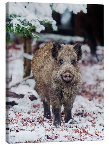 Leinwandbild Wildschwein im Schnee