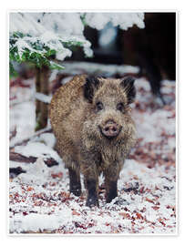 Wall print Wild Boar in the Snow - Jones &amp; Shimlock