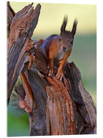 Acrylglasbild Neugieriges Eichhörnchen - GUGIGEI