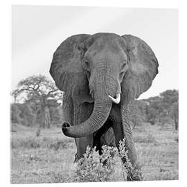 Acrylic print The boss - GUGIGEI